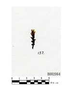 藏品(布氏歧舌蘚)的圖片